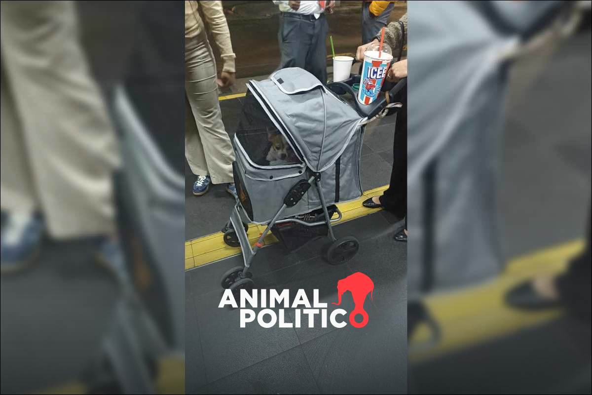 Lomito viajero: Estas son las formas en las que tu mascota puede viajar en el Metrobús de la CDMX 