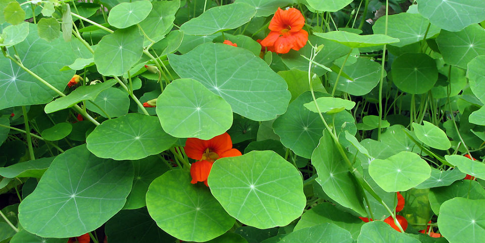 ¿Qué es y a qué sabe el mastuerzo?