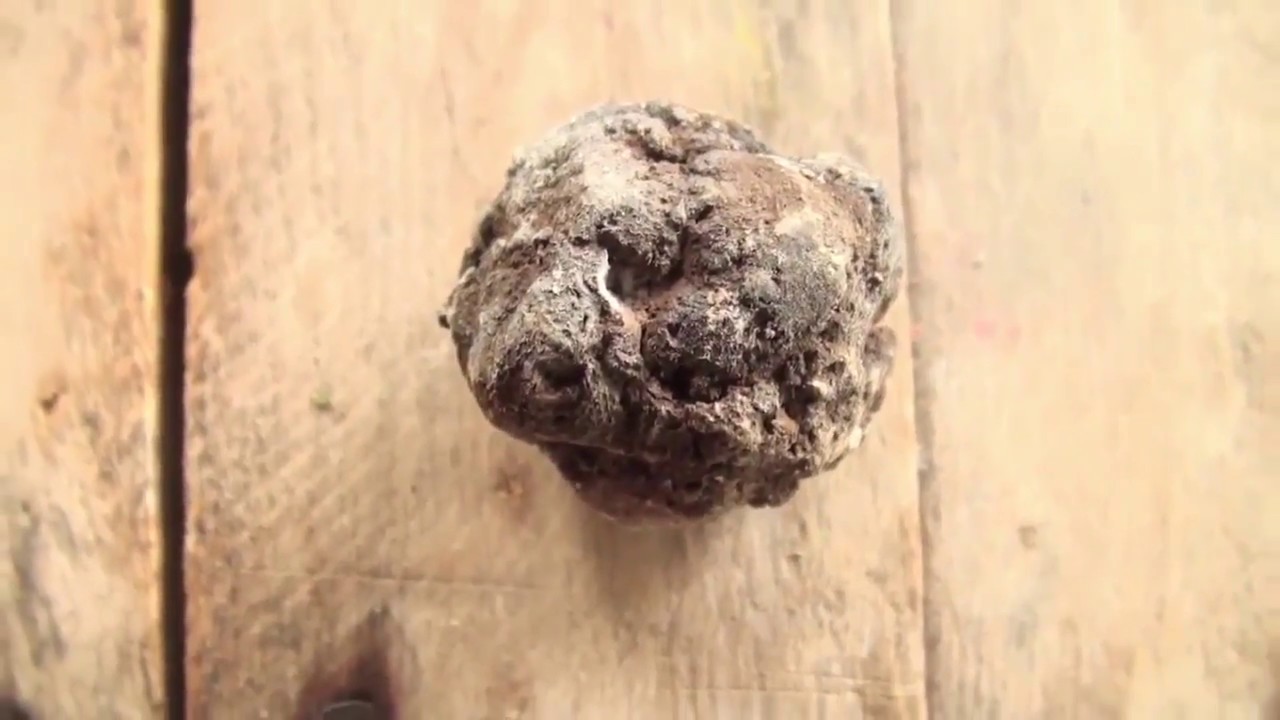 Chogosta o tierra comestible veracruzana, una golosina prehispánica