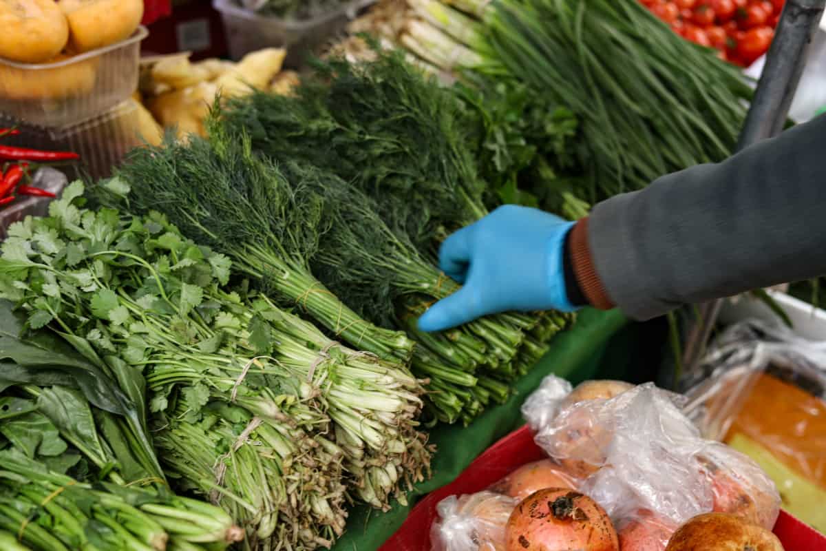 Cómo diferenciar epazote, perejil y cilantro: características y usos