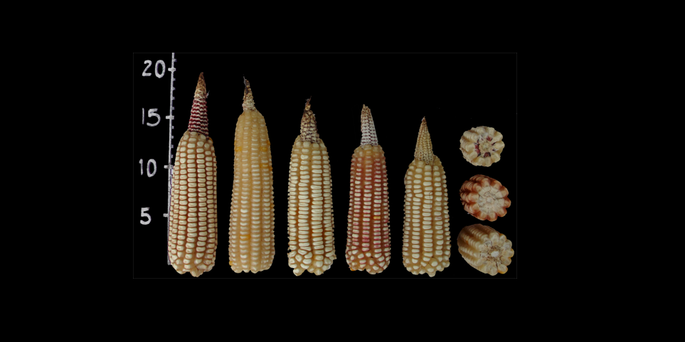 #MéxicoDeMaíz Las razas de maíz dentados tropicales