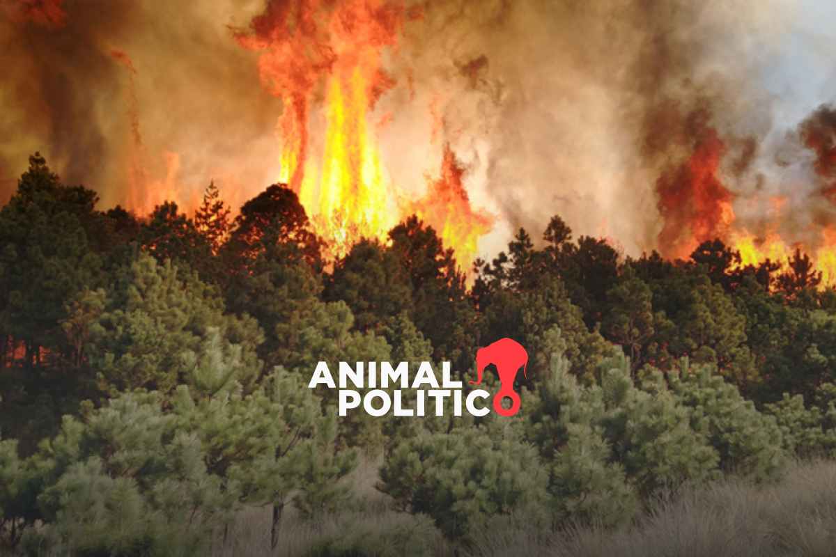 México, en la lista de los 10 países con mayor pérdida de bosques primarios en el mundo en 2024