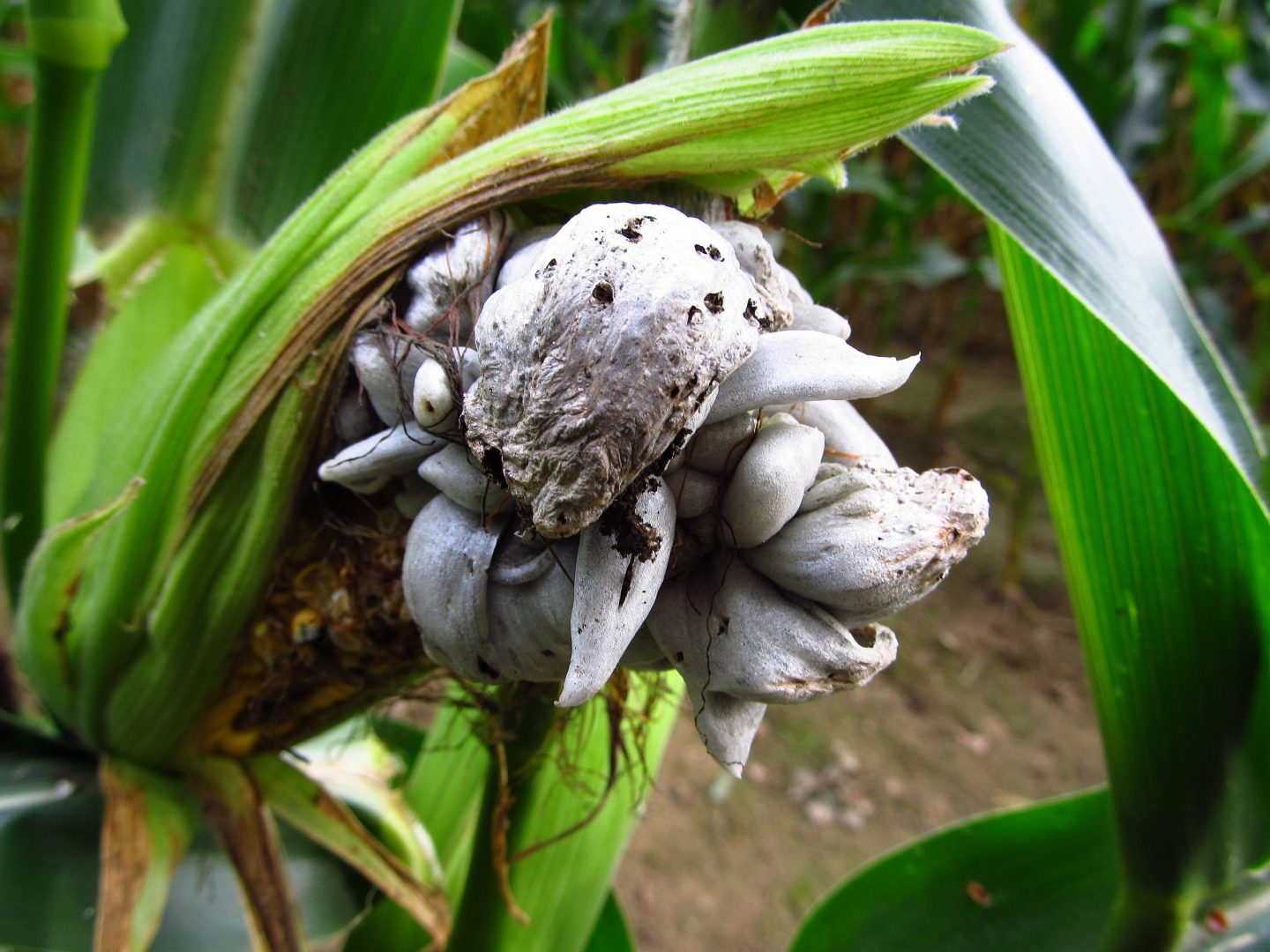 Mole negro de huitlacoche, una tradición de Tlaxcala