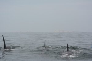 mongabay-10