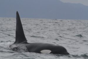 mongabay-9