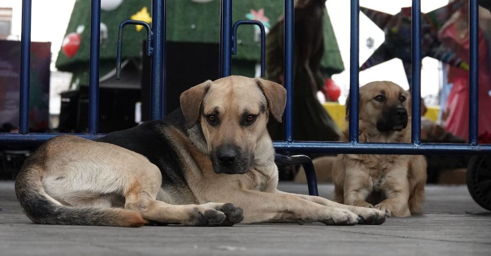 Morena denuncia a autoridades de Monclova por tortura de perros; videos no son recientes: alcaldía