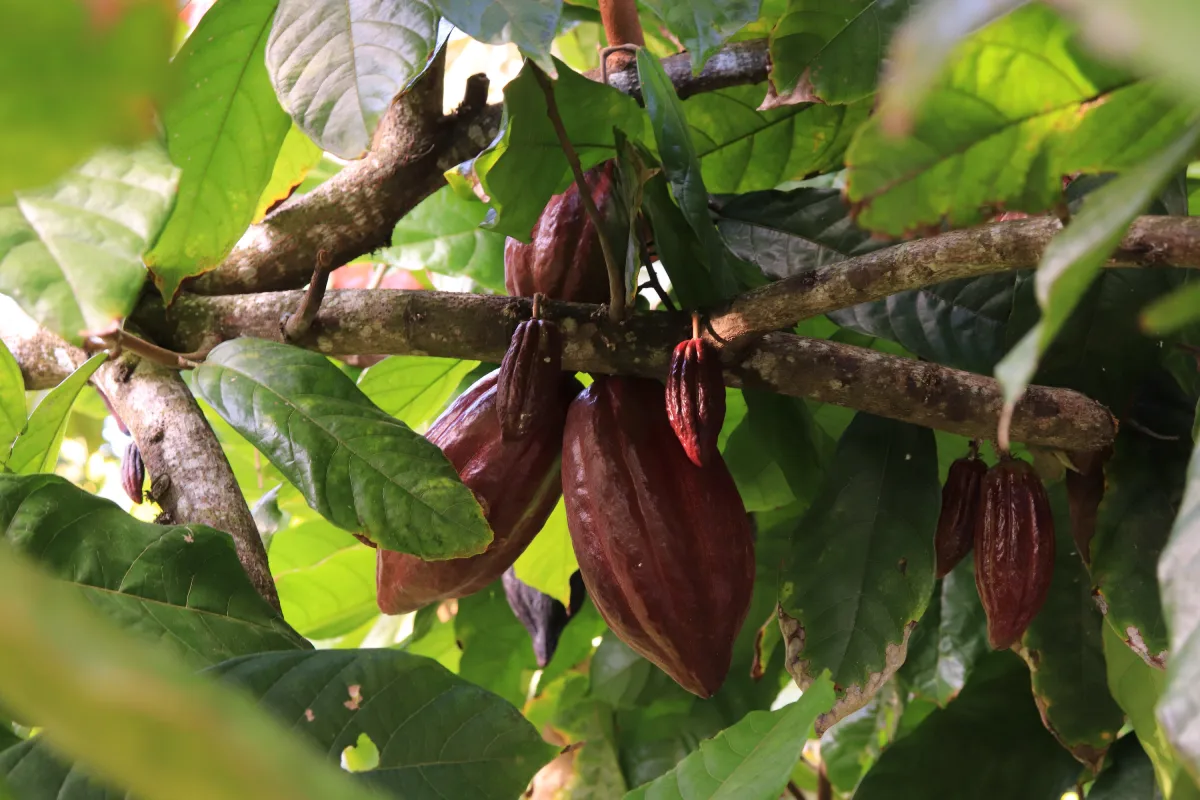 Mosquitos chocolateros: Conoce a la mosca que hace posible tu postre favorito