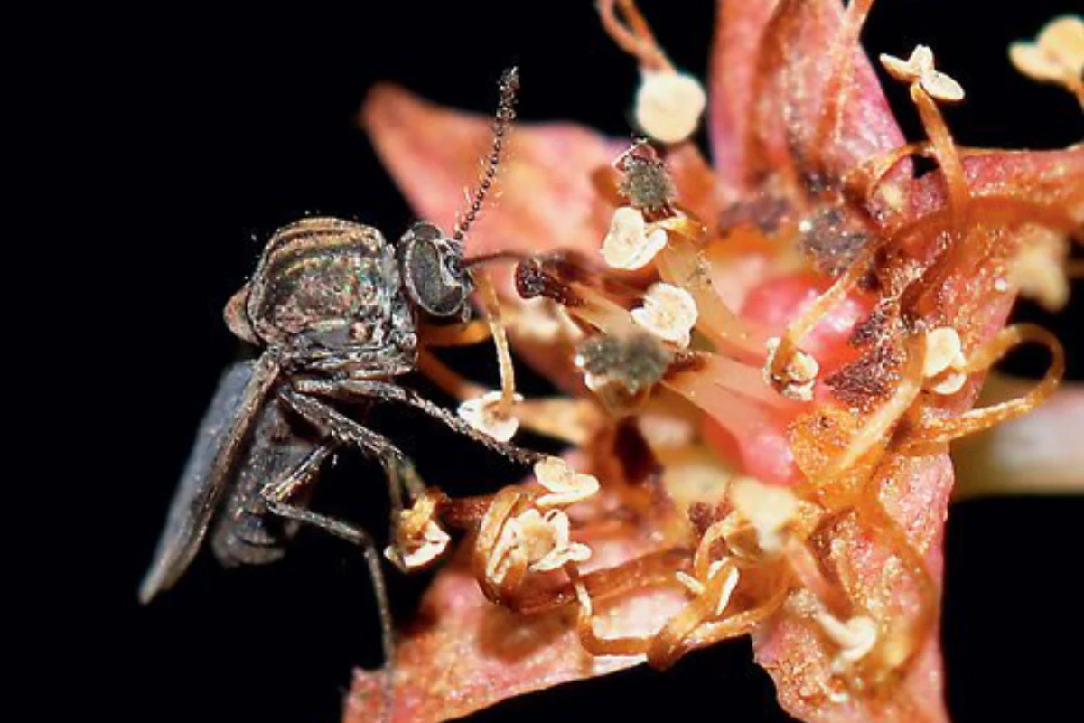 Acercamiento a la flor de cacao con el mosquito jején