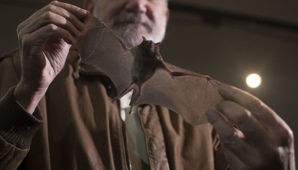 Mordeduras de fauna silvestre han dejado 21 muertes por rabia desde 2006 