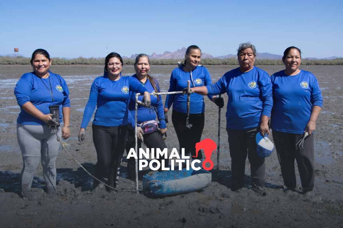 Mujeres del Mar de Cortés impulsan conservación de tortugas y repoblamiento de almejas