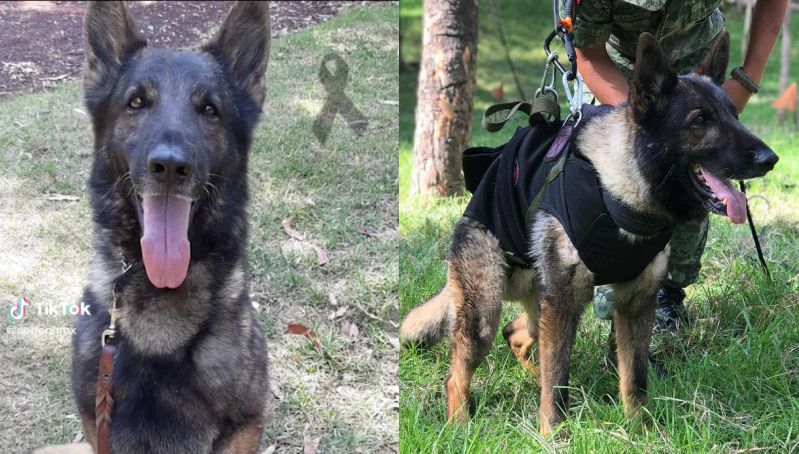 ¡Adiós a un héroe de cuatro patas! 🐾 Él fue Proteo, el perrito to rescatista mexicano