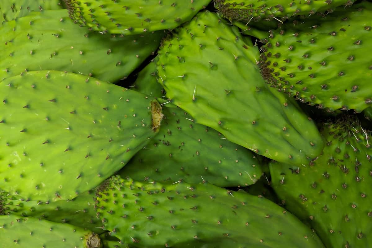 Nopales: beneficios, consejos para cocinarlos y 10 tipos diferentes