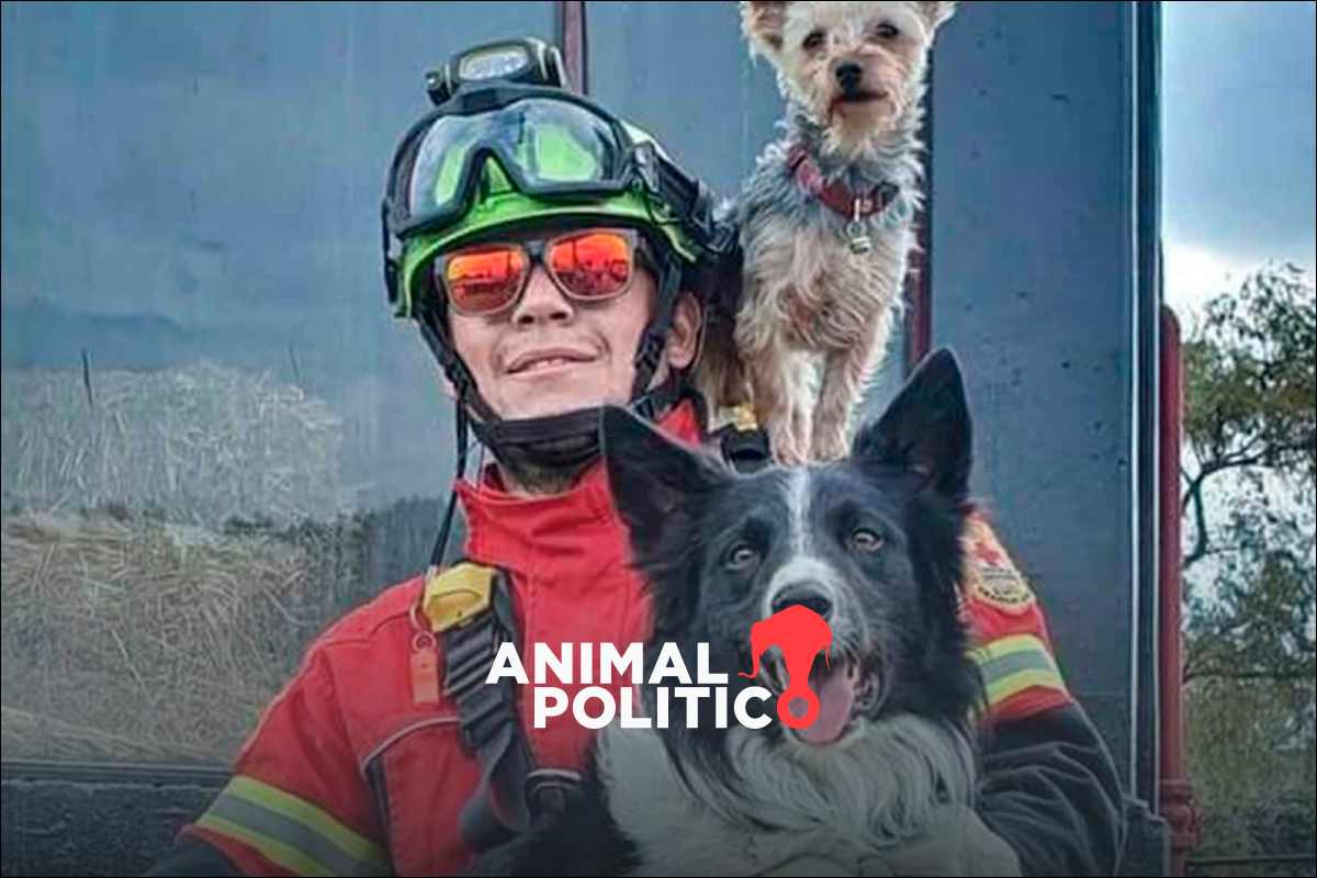 Caso Athos y Tango: alertan que nueva sentencia reduce condena por muerte de los perros rescatistas