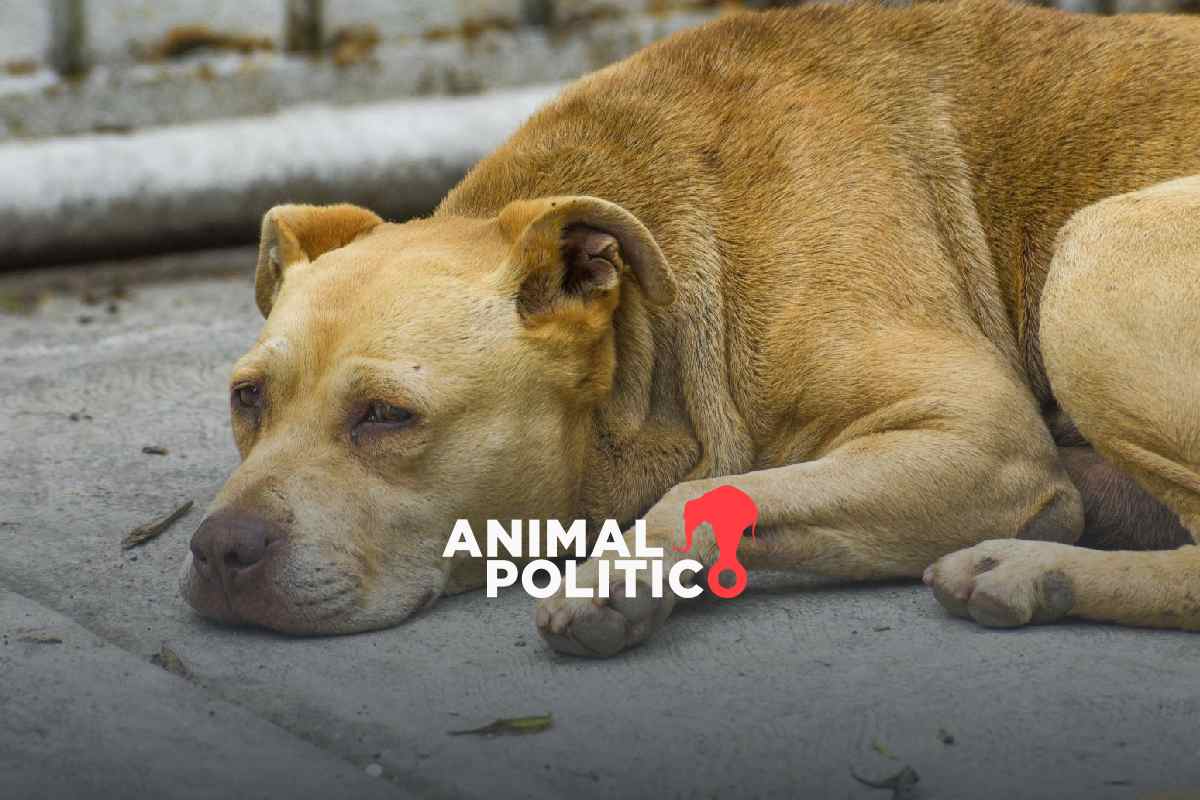 Operativo Perrito Peregrino 2025: cómo ayudar a rescatar a un lomito de Basílica de Guadalupe