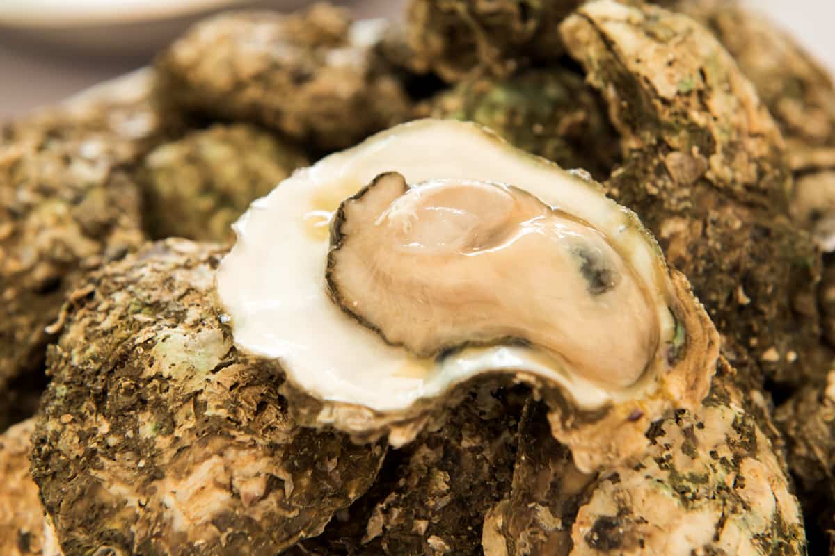 ¿Están frescos? Aprende a elegir bien almejas, ostiones y mariscos en su concha