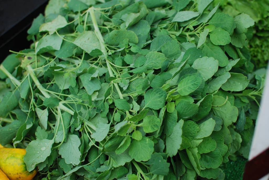 Al pápalo lo amas o lo odias… pero primero conócelo