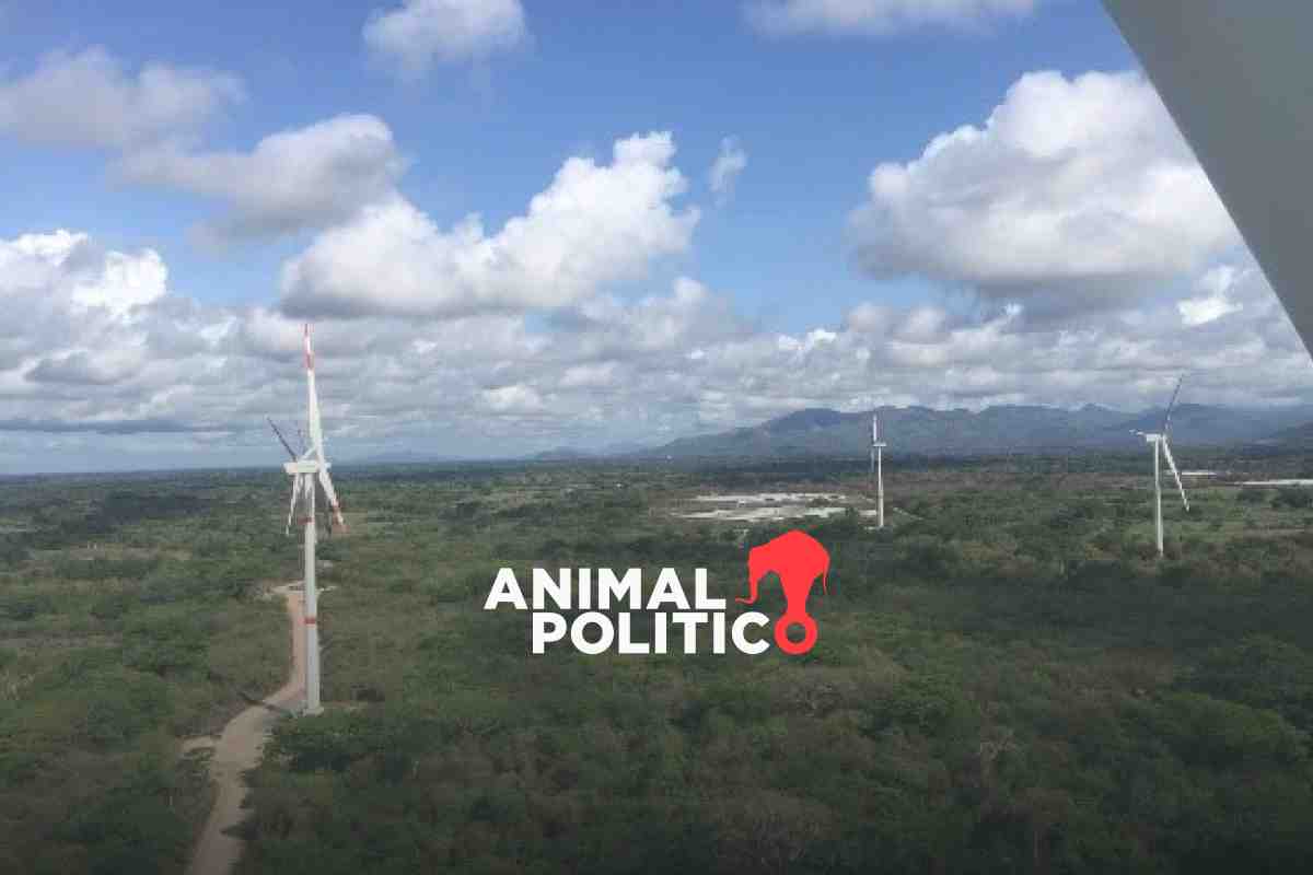 Parques eólicos reducen contaminación, pero ponen en riesgo la vida de murciélagos y aves en Chiapas