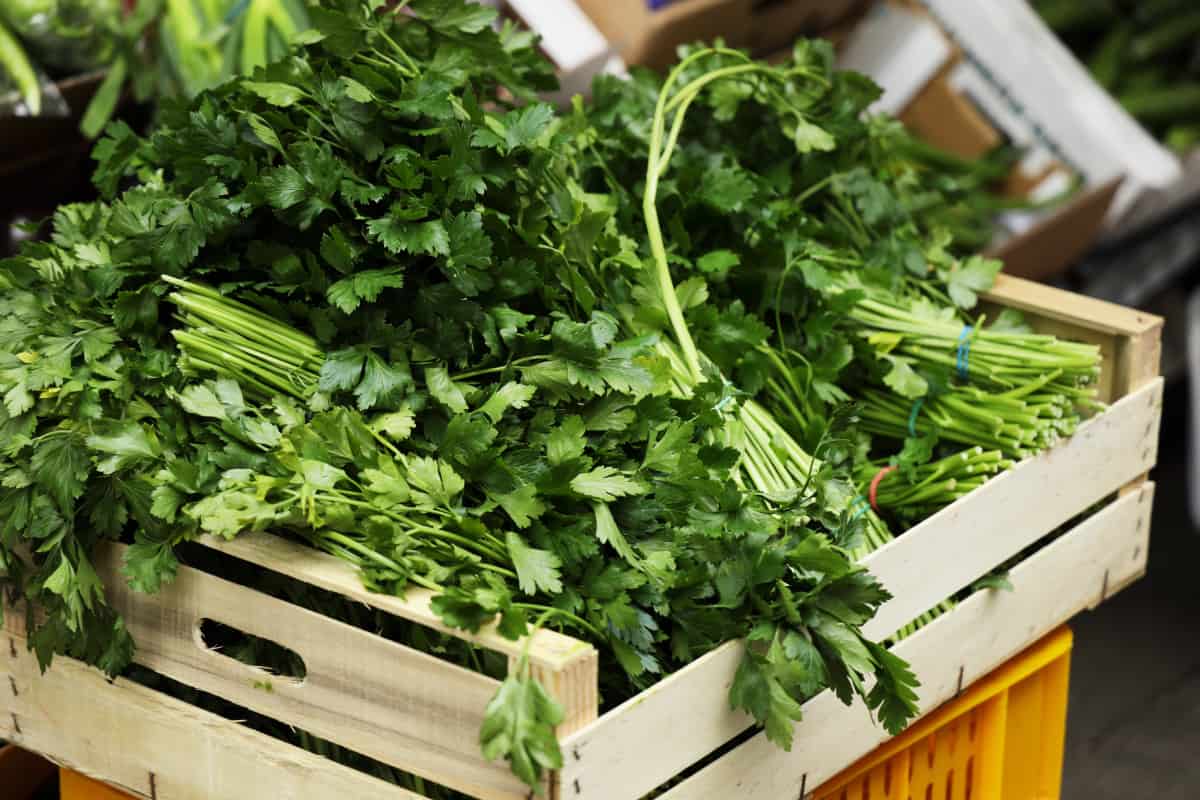 Perejil hierba aromática para condimentar comida.