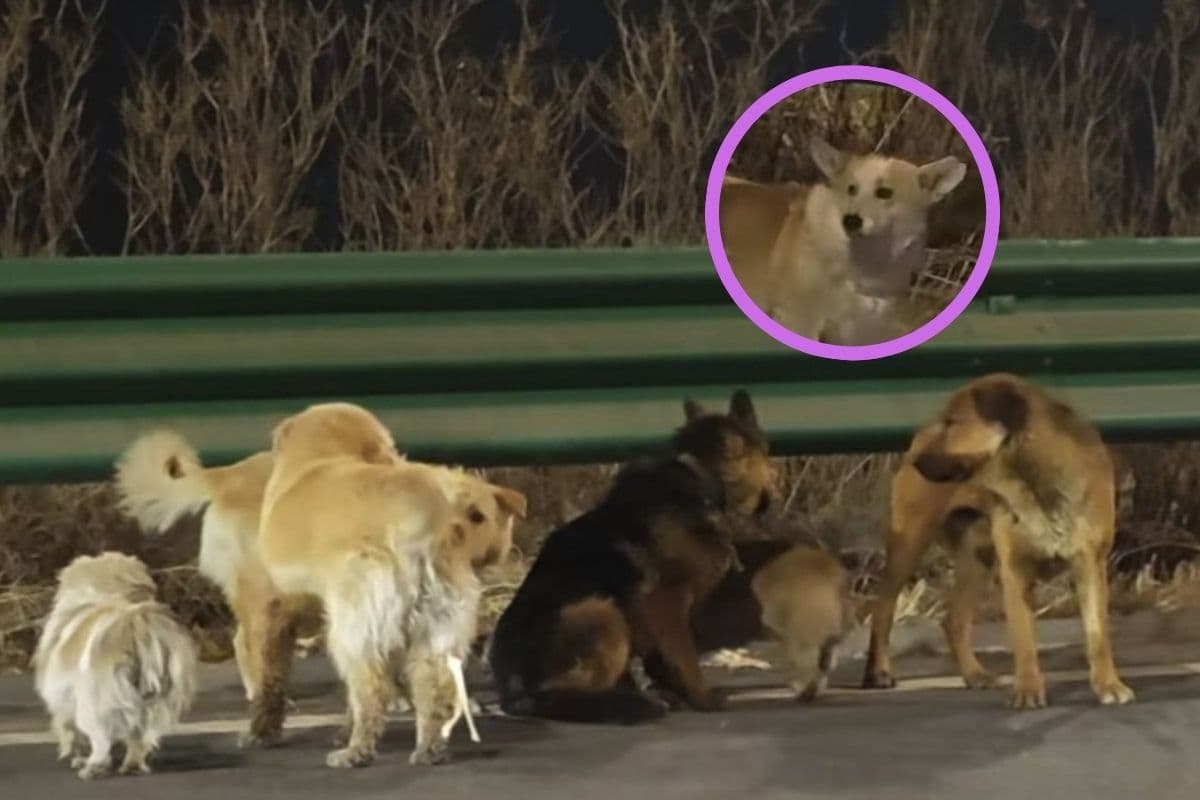 Siete perros se hacen virales tras escapar de sus captores y recorrer 17km para volver a casa
