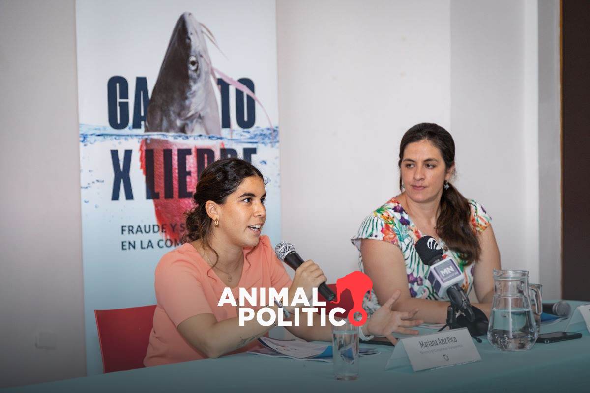 En Baja California Sur, cinco especies en riesgo o bajo protección son sustituidas y vendidas