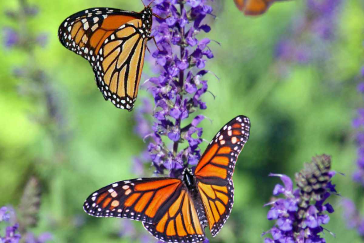 Estados Unidos propone iniciativa para proteger a la mariposa monarca