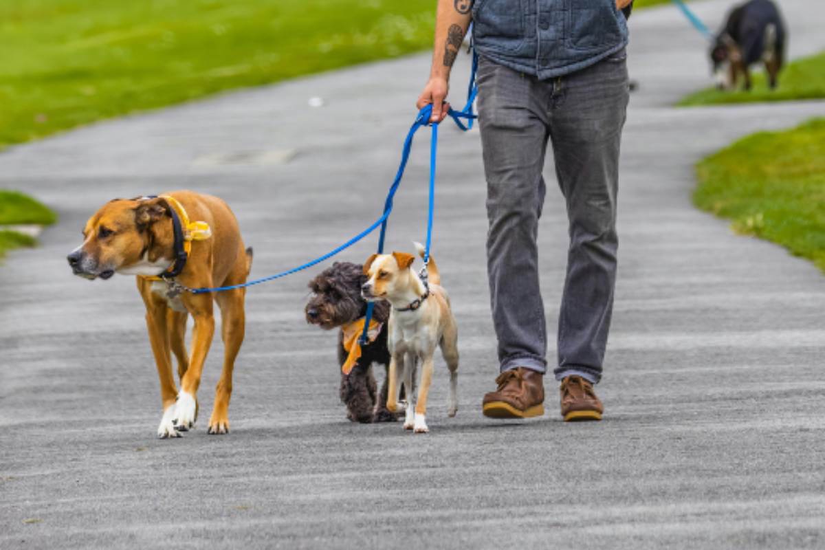 ¿Tienes una multa de tránsito pendiente? Págala paseando perritos del Metro