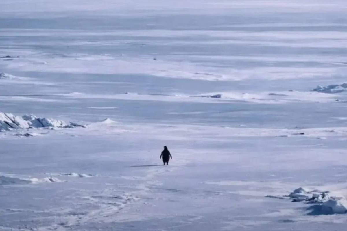 ¿De dónde salió? La historia detrás del pingüino que rompió el internet