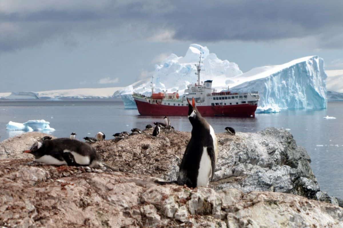La población de pingüinos emperador disminuye más rápido de lo esperado, asegura estudio