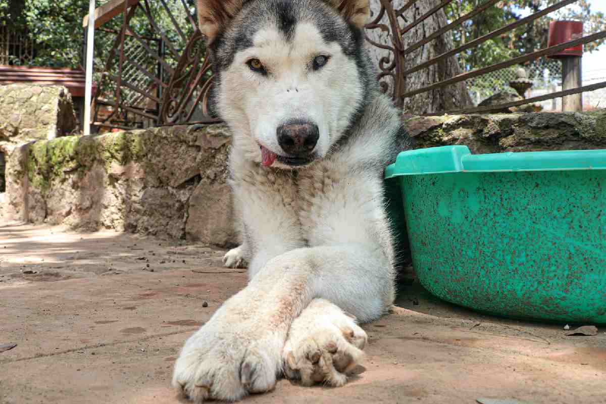 Perros rescatados de maltrato extremo: las historias de 3 rescatistas de CDMX y Edomex