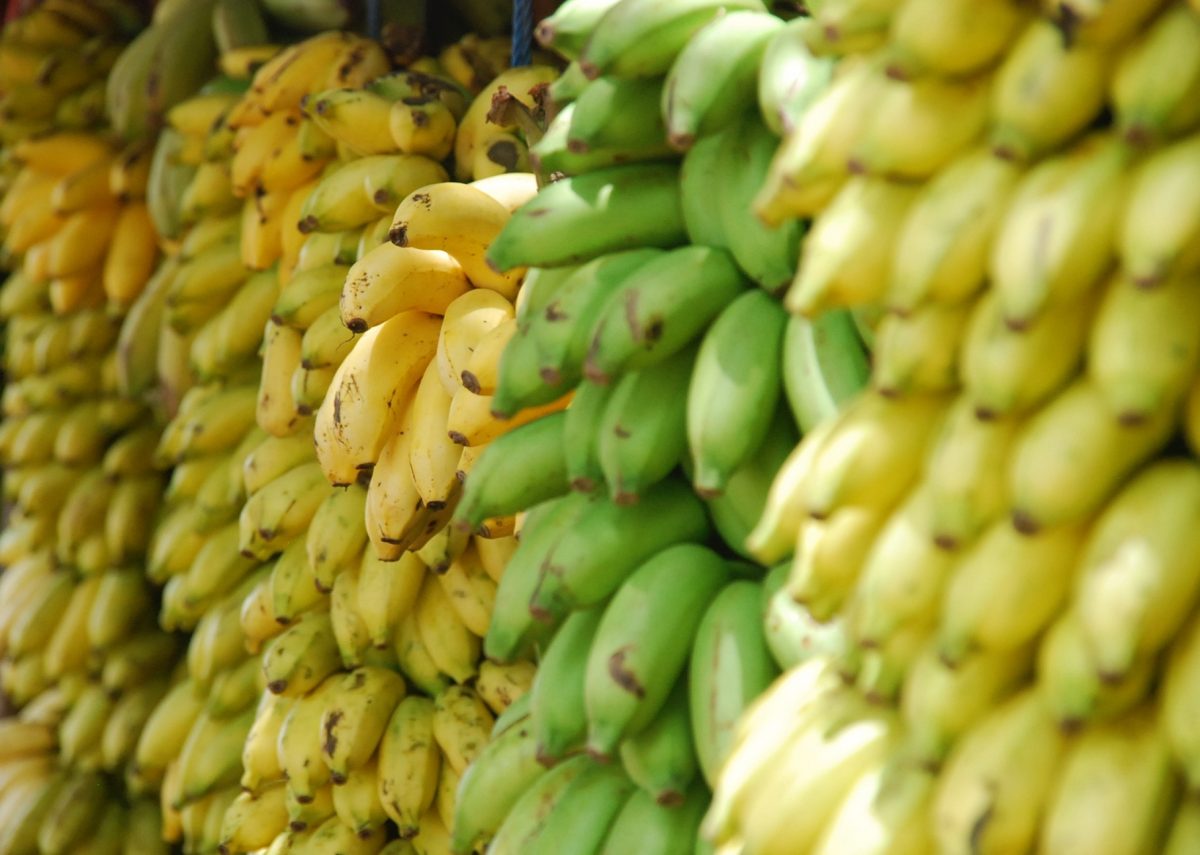 Hay tantas variedades de plátano como formas de cocinarlo ¡conócelas!