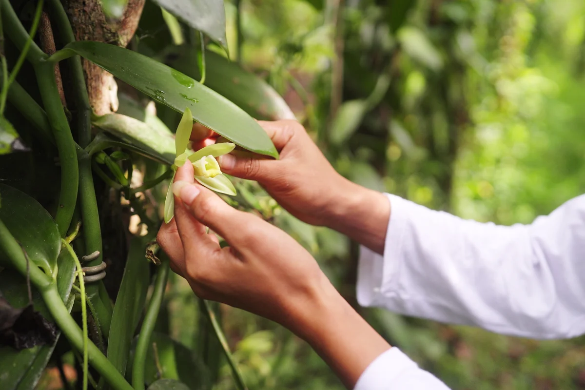Polinización manual de una flor de vainilla en una plantación, cada flor polinizada
