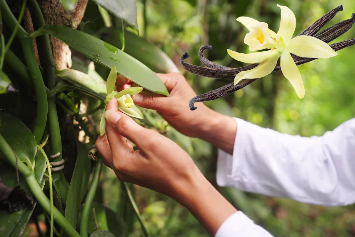 Abejas de las orquídeas: El polinizador natural de la vainilla que resuelve un misterio de siglos
