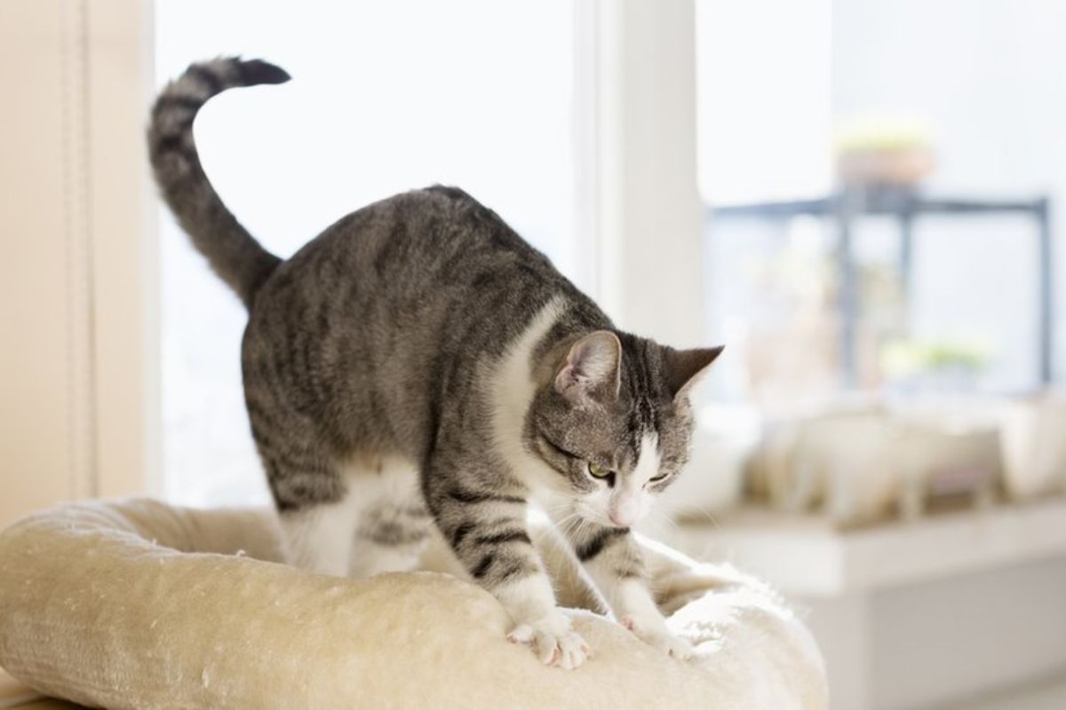 ¿Por qué los gatos amasan? Te explicamos el origen detrás de este curioso comportamiento