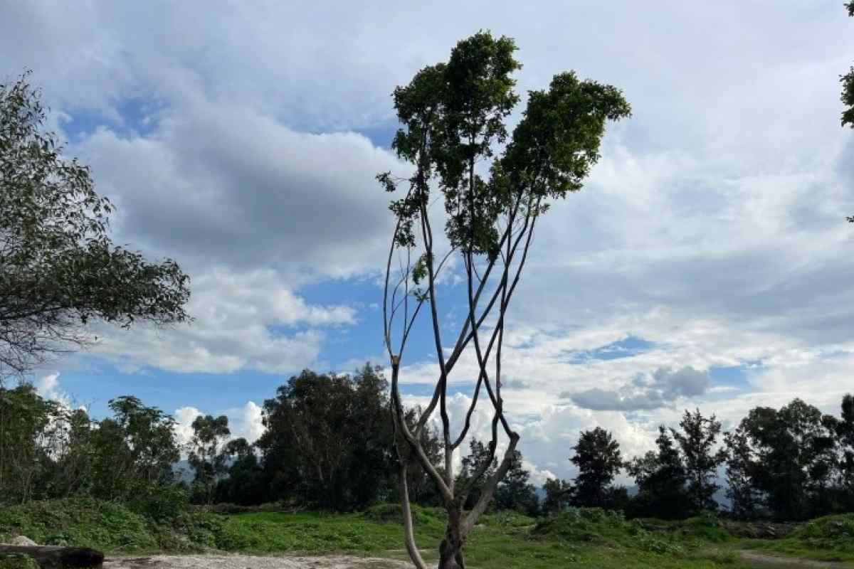 ¿Y los árboles que retiró Antara? Esto es lo que se sabe hasta ahora
