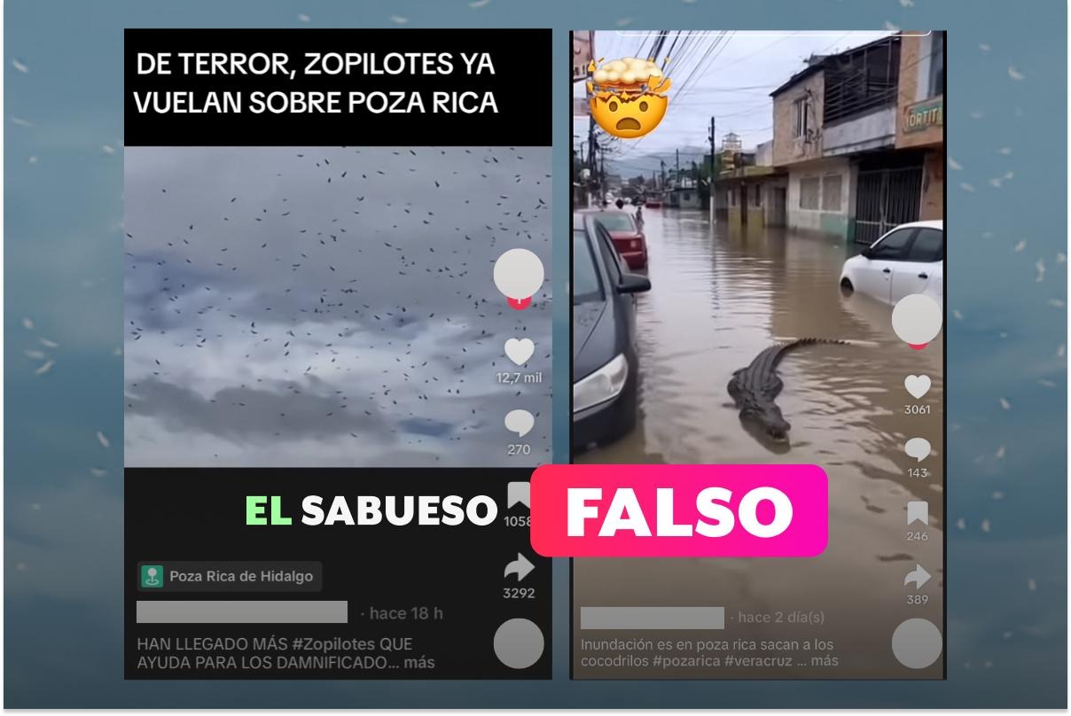 Circula desinformación sobre la presencia de cocodrilos y zopilotes tras inundaciones en Veracruz