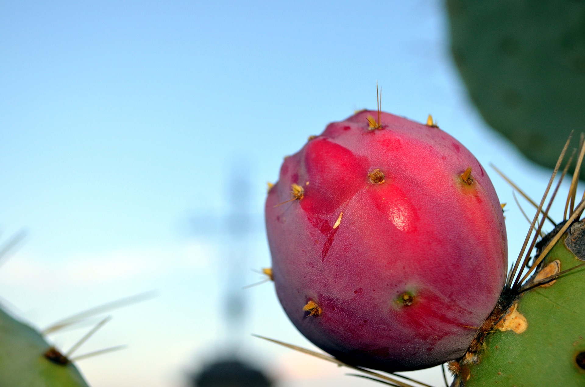 El dulce sabor del queso de tuna, identidad del centro de México