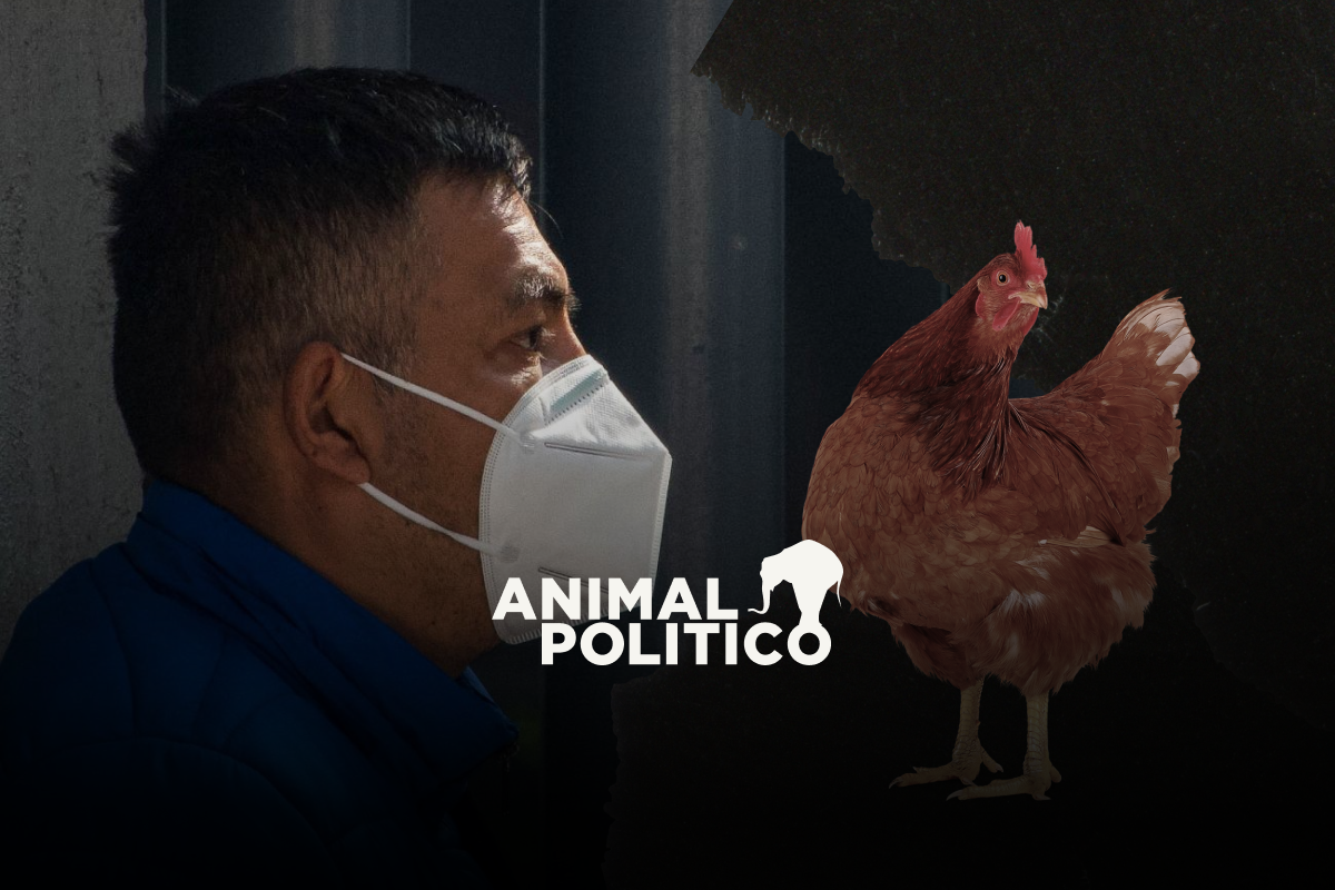OMS reporta la muerte en México del primer caso de gripe aviar H5N2