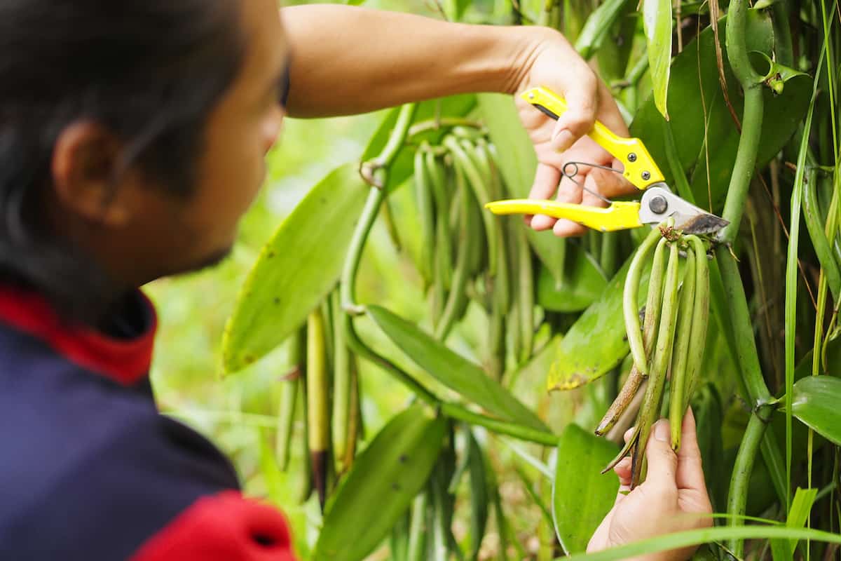En gran deuda con México: estas cocinas mundiales no serían lo mismo sin estos 4 productos mexicanos