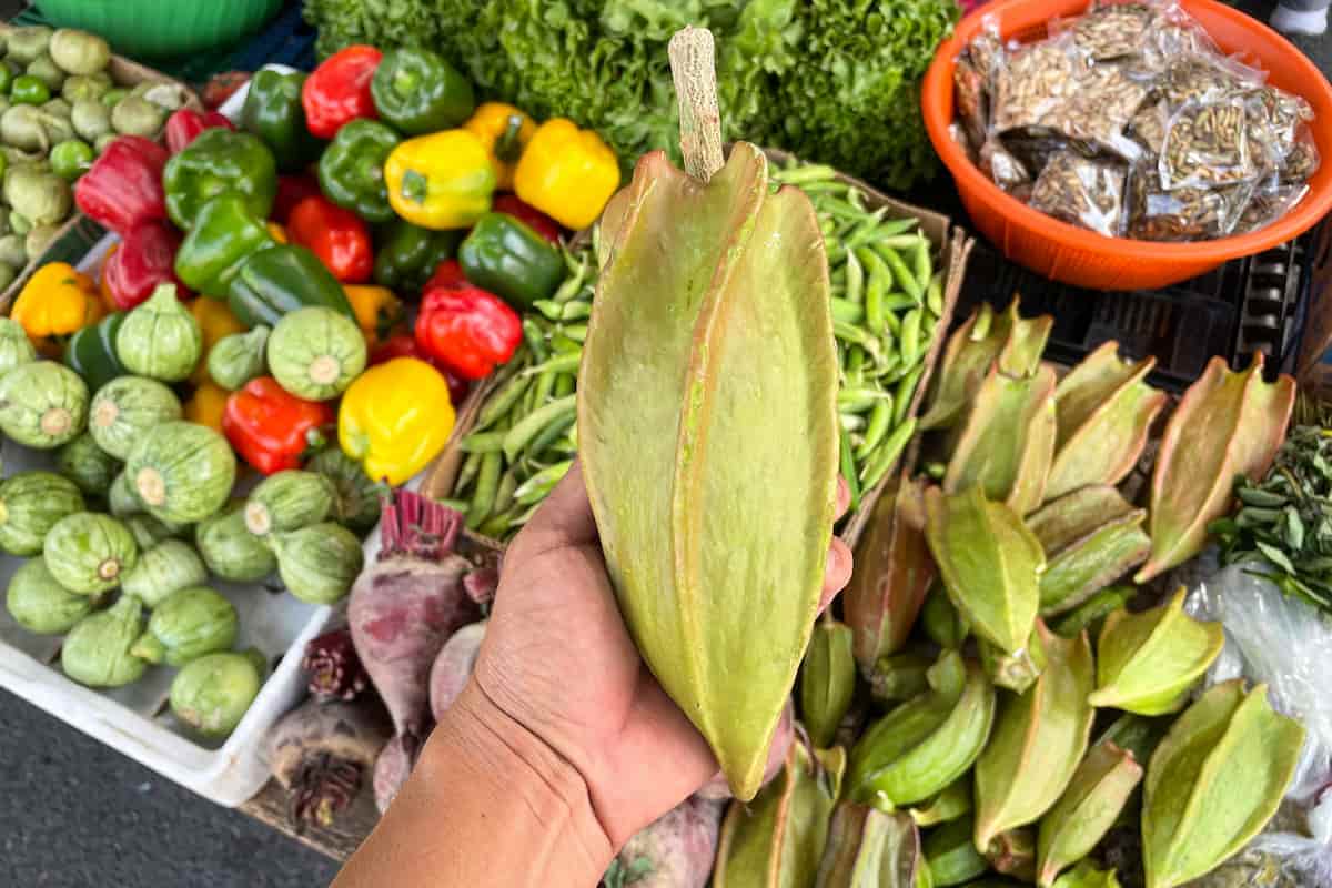 5 ingredientes típicos y poco conocidos de la cocina yucateca