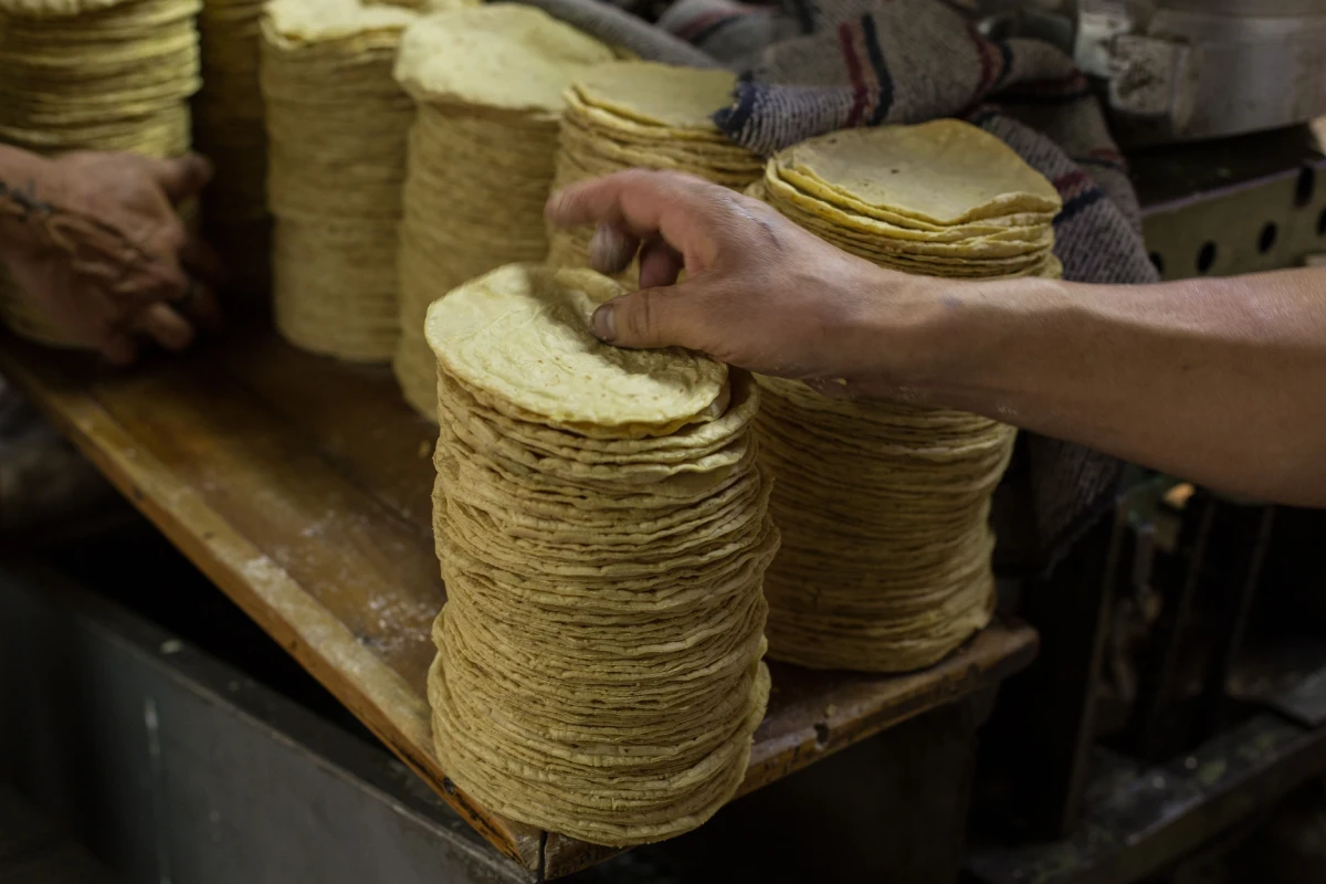 Filas de tortillas recién hechas