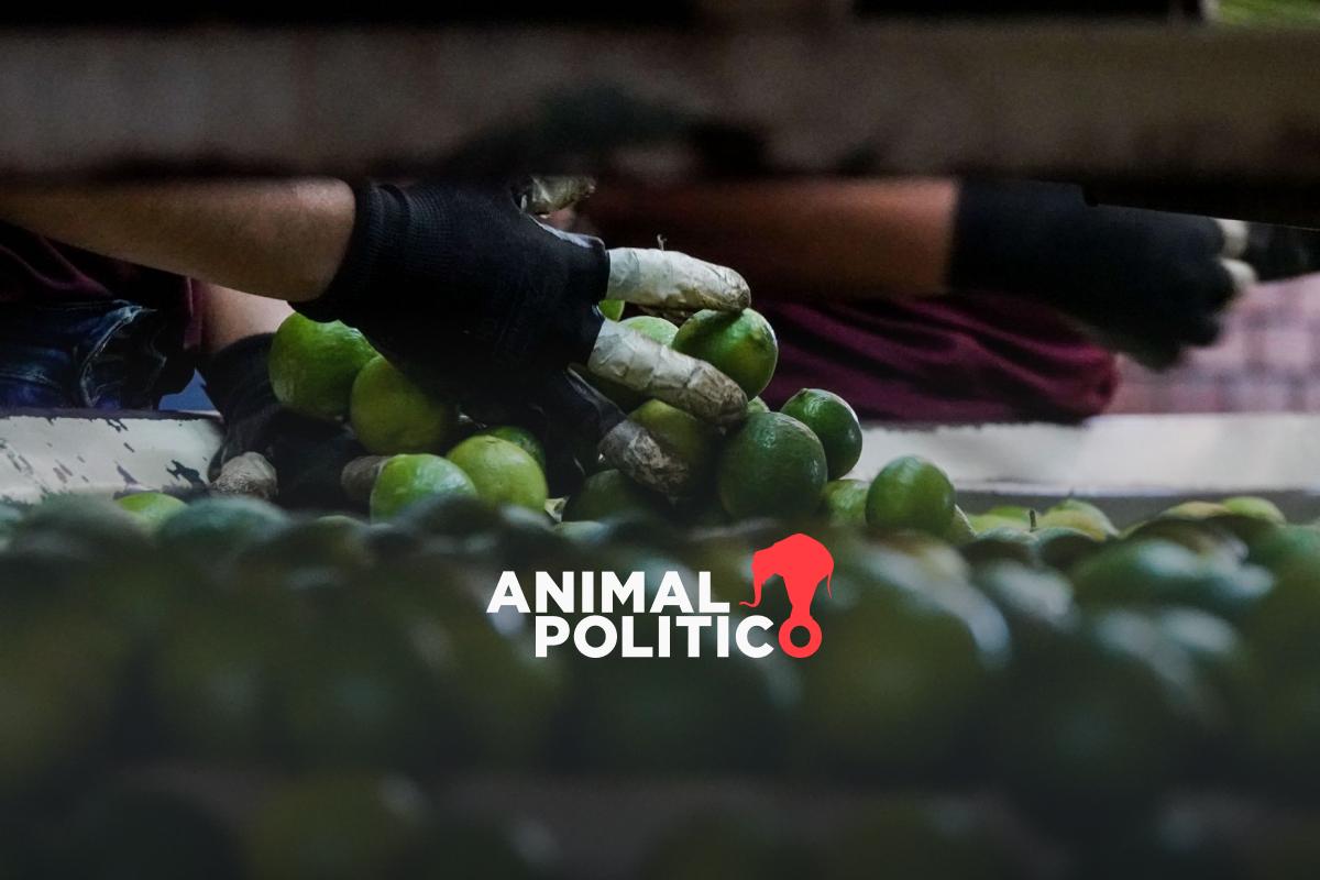 "Lo quieren regalado, ahí está": productores de Apatzingán protestan contra el bajo precio del limón