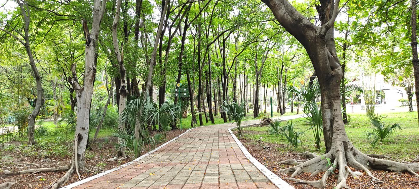 Con una caminata, defienden a 485 árboles de la construcción de un puente en Tuxtla Gutiérrez