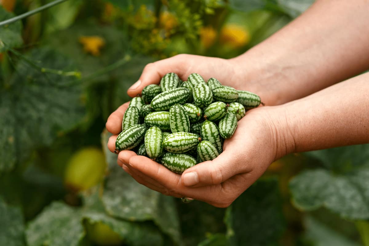 La fruta mexicana que mide lo de una uva, parece sandía y sabe a pepino