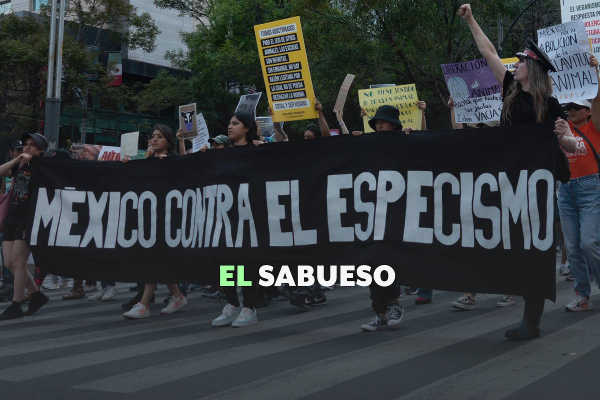 ¿Qué es el antiespecismo? El debate que cuestiona la relación entre humanos y animales 