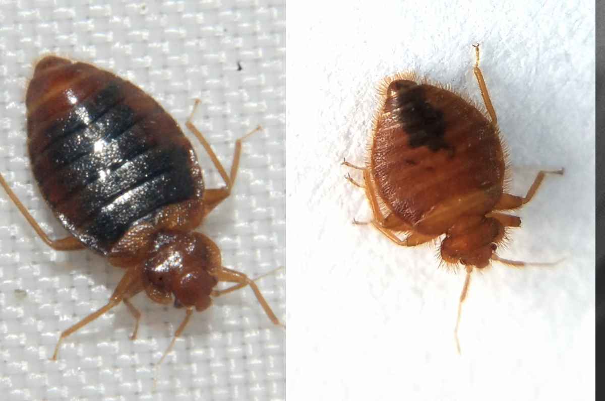 ¿Invasión de chinches? Todo lo que debes saber sobre este animalito chupasangre