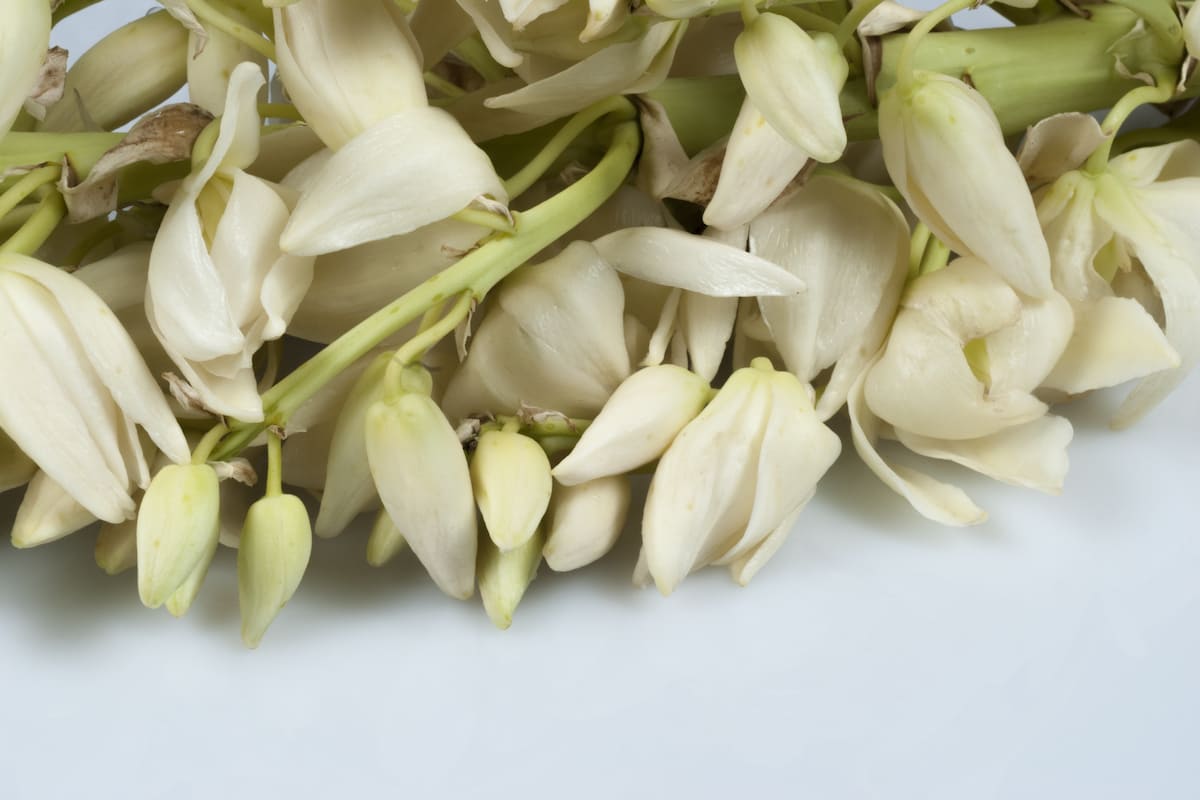 3 sencillas recetas: Esta planta es legado prehispánico de México