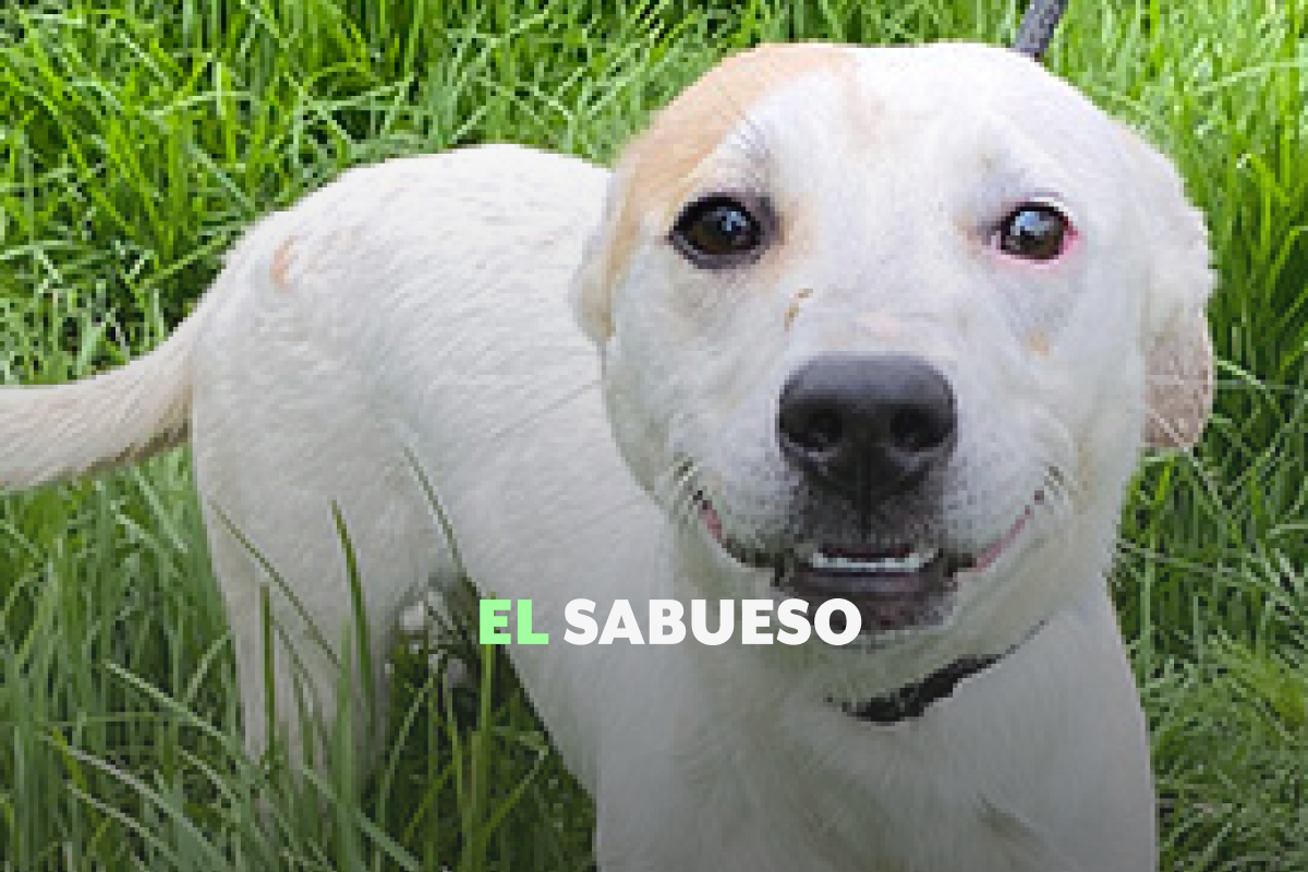 Refugio Franciscano: irregularidades y desinformación en torno a la disputa del inmueble y animales