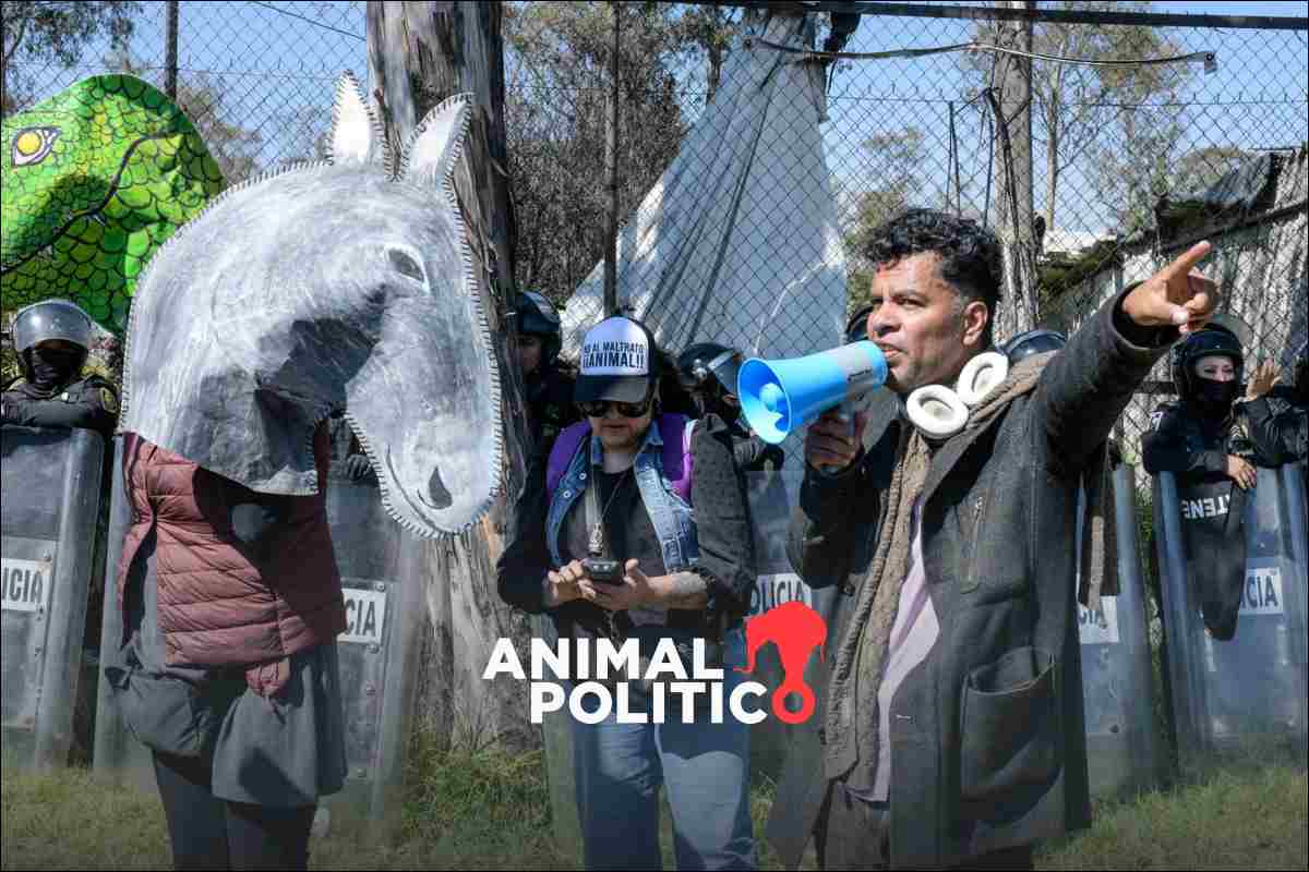 Acusan contubernio para despojar del predio al Refugio Franciscano tras retiro de animales por CDMX