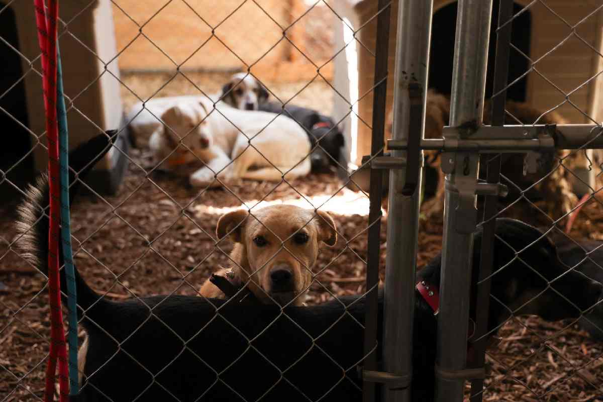 Caso Refugio Franciscano: suman 34 perros muertos tras ser rescatados; alistan reubicación