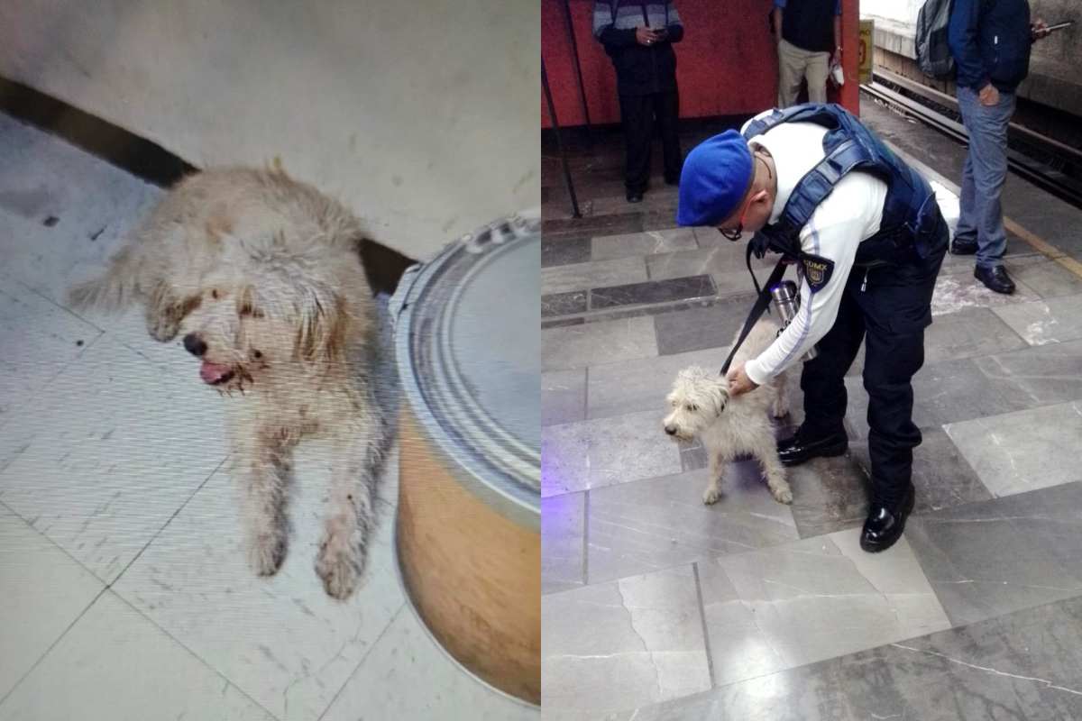 Un perrito detuvo un rato el Metro Pantitlán porque se puso a pasear en las vías